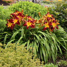 Load image into Gallery viewer, Daylily &#39;Ruby Spider&#39;
