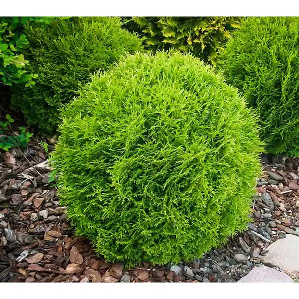 Arborvitae 'Little Giant'