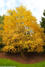 Load image into Gallery viewer, Yellow Birch
