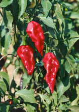 Load image into Gallery viewer, Pepper &#39;Bhut Jolokia Red&#39; (Ghost Pepper)
