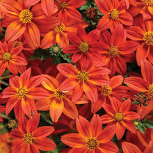 Load image into Gallery viewer, Bidens
