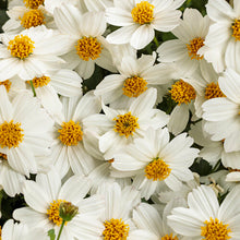 Load image into Gallery viewer, Bidens
