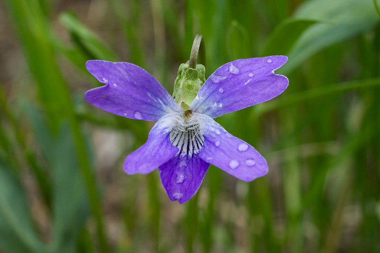 Viola pedatifida