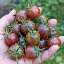 Load image into Gallery viewer, Tomato &#39;Black Cherry&#39;
