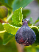 Load image into Gallery viewer, Fig Tree &#39;Black Mission&#39;
