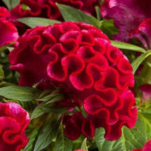 Load image into Gallery viewer, Celosia
