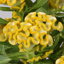 Load image into Gallery viewer, Celosia
