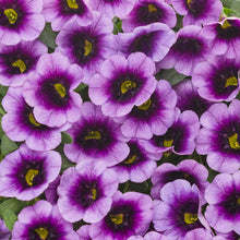 Load image into Gallery viewer, Calibrachoa SUPERBELLS®
