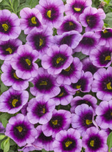 Load image into Gallery viewer, Calibrachoa SUPERBELLS®
