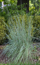 Load image into Gallery viewer, Schizachyrium scoparium (Little Bluestem)
