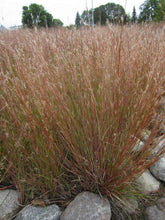 Load image into Gallery viewer, Schizachyrium scoparium (Little Bluestem)
