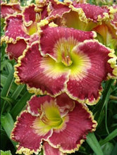 Load image into Gallery viewer, Daylily &#39;Born to Run&#39;
