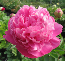 Load image into Gallery viewer, Peony &#39;Bouquet Perfect&#39;
