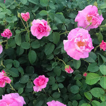 Load image into Gallery viewer, Rose 'First Lady'
