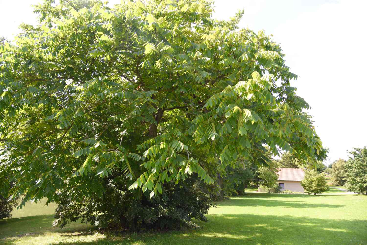 Butternut Tree