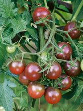 Load image into Gallery viewer, Tomato &#39;Black Cherry&#39;
