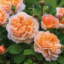 Load image into Gallery viewer, Rose- David Austin &#39;The Lady Gardener&#39;
