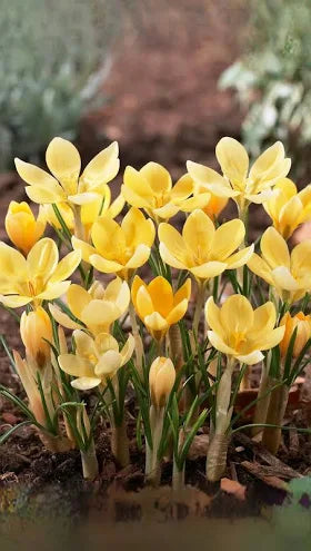 Crocus 'Romance'