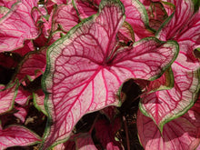 Load image into Gallery viewer, Caladium 'Puppy Love'

