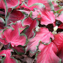 Load image into Gallery viewer, Caladium &#39;Red Frill&#39;
