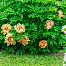 Load image into Gallery viewer, Peony 'Itoh Callie's Memory'
