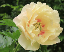 Load image into Gallery viewer, Peony 'Itoh Canary Brilliants'
