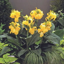 Load image into Gallery viewer, Canna Lily
