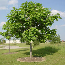 Load image into Gallery viewer, Northern Catalpa

