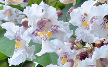 Load image into Gallery viewer, Northern Catalpa
