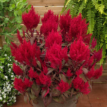 Load image into Gallery viewer, Celosia
