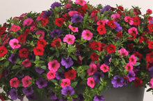 Load image into Gallery viewer, Hanging Basket - MixMasters Cherry Plum Tart
