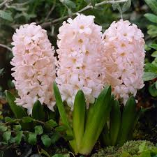 Hyacinthus  ‘China Pink’