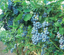 Load image into Gallery viewer, Blueberry &#39;Chippewa&#39;
