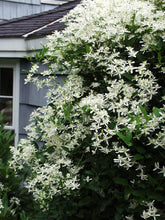 Load image into Gallery viewer, Clematis paniculata (Sweet Autumn Clematis)
