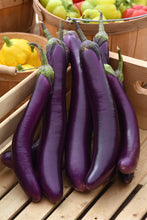 Load image into Gallery viewer, Eggplant 'Asian Delight'
