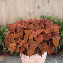 Load image into Gallery viewer, Coleus 'Colorblaze Wicked Hot'
