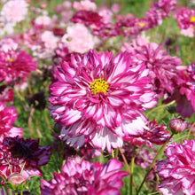 Load image into Gallery viewer, Cosmos
