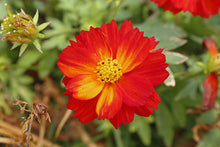 Load image into Gallery viewer, Cosmos
