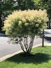 Load image into Gallery viewer, American Smoke Tree
