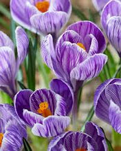 Load image into Gallery viewer, Crocus &#39;Pickwick&#39;
