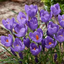 Crocus 'Aqua'