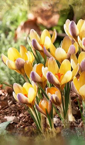 Crocus 'Advance'