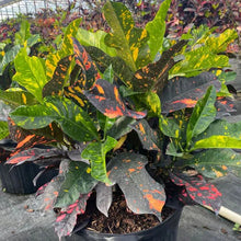 Load image into Gallery viewer, Croton &#39;Magnificent&#39;
