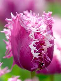 Tulip ‘Crunchy Cummins’ (Fringed Tulip)