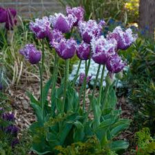 Load image into Gallery viewer, Tulip ‘Crunchy Cummins’ (Fringed Tulip)
