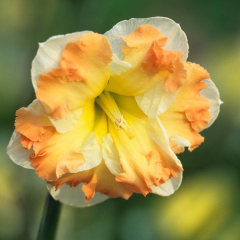 Daffodil 'Cum Laude'