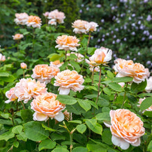 Load image into Gallery viewer, Rose- David Austin &#39;The Lady Gardener&#39;
