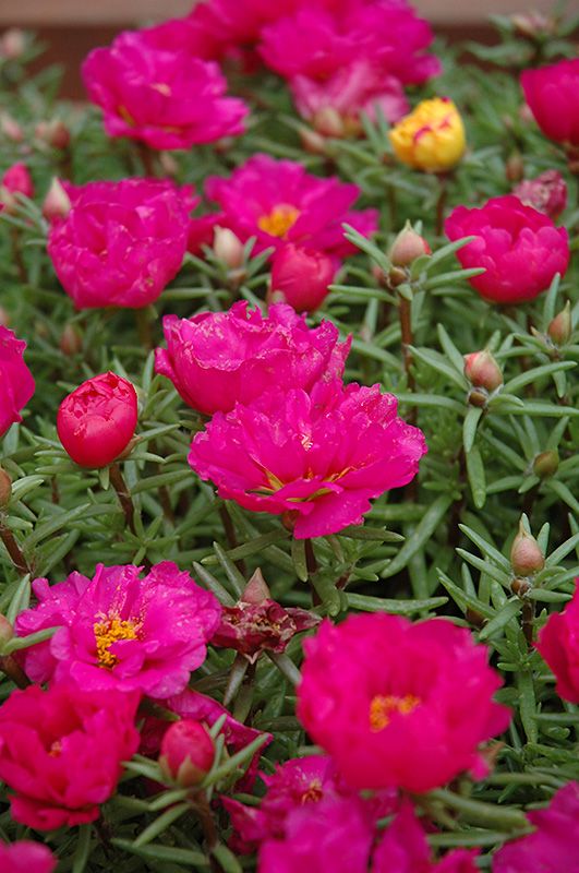 Portulaca - 6