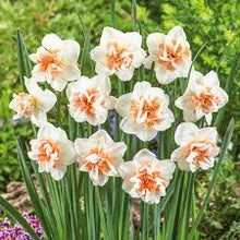 Load image into Gallery viewer, Daffodil &#39;Extravaganza&#39;
