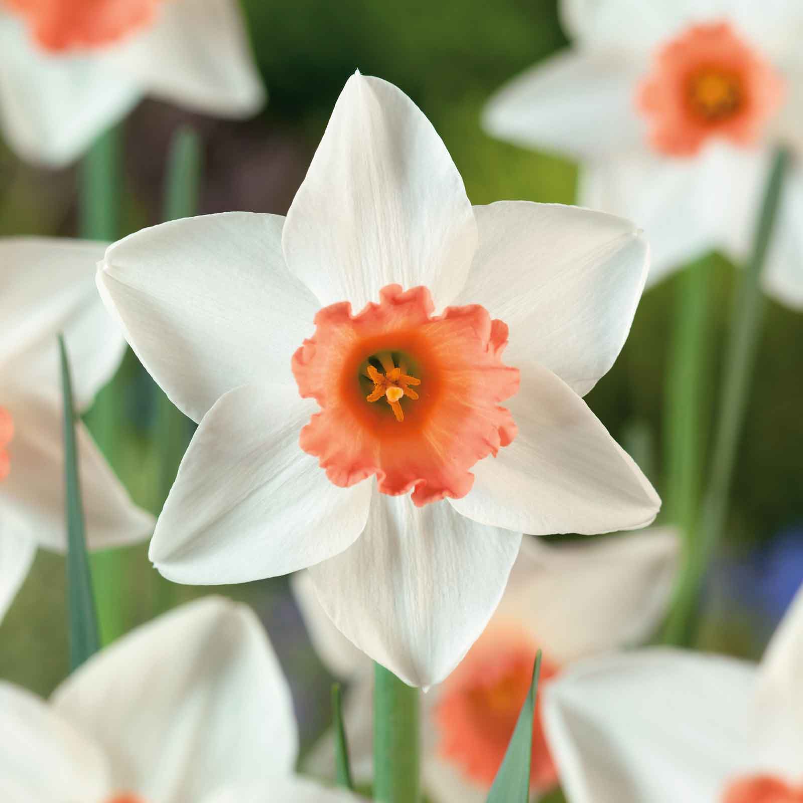 Daffodil 'Accent'